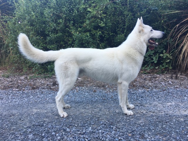 Bolt